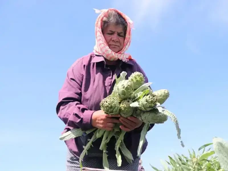 Tarladan Sofralara: Taze Ürünlerin Tezgah Fiyatları Yükseliyor
