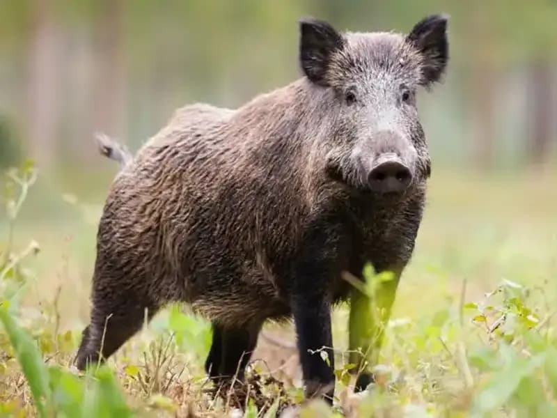 Japonya'da Vahşi Hayvanların Vurulmasına Dair Yeni Düzenleme: Acil Durumlar İçin İzin Veriliyor