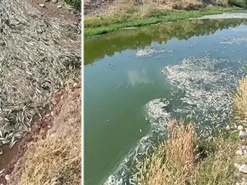Karasu Çayı’ndaki Balık Ölümleri Neden İnceleniyor?