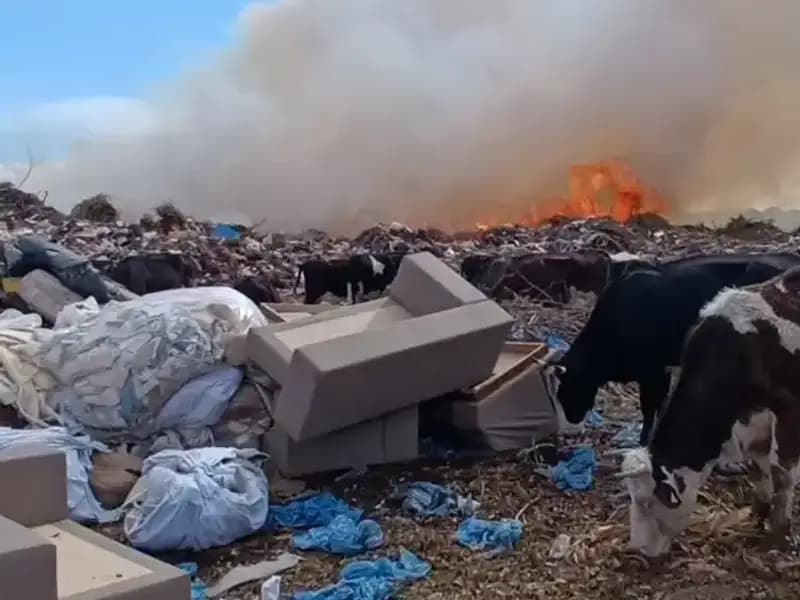 Antalya'da Yangın: Alevler İnekleri ve Çobanı Hiç Hesaba Katmadı!