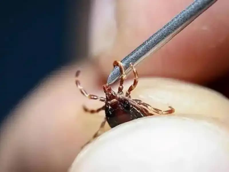 Ankara'da Kene Tehdidi: Popülasyon Artışı Nedenleri ve Alınacak Önlemler