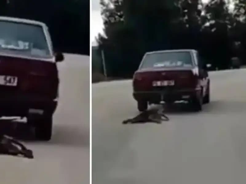 Otomobilin Arkasında Sürüklenen Köpek: Hayvanseverleri Şoke Eden Olay
