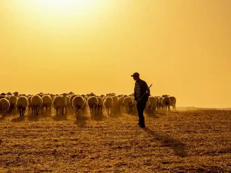 60 Bin TL Maaşla Çoban Bulamadılar, Alternatif Çözüm Geliştirdiler