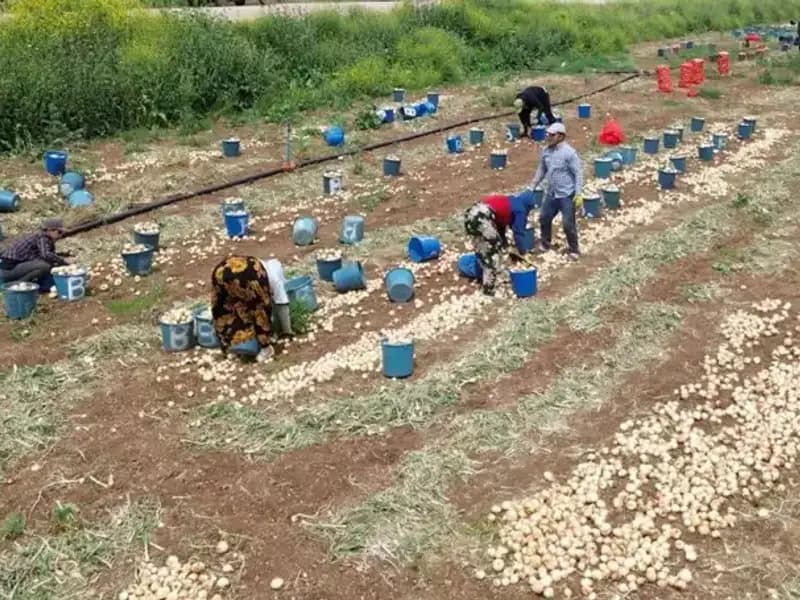 Soğan Hasadı Başladı: Üretim Artışı Fiyatları Düşürdü mü?