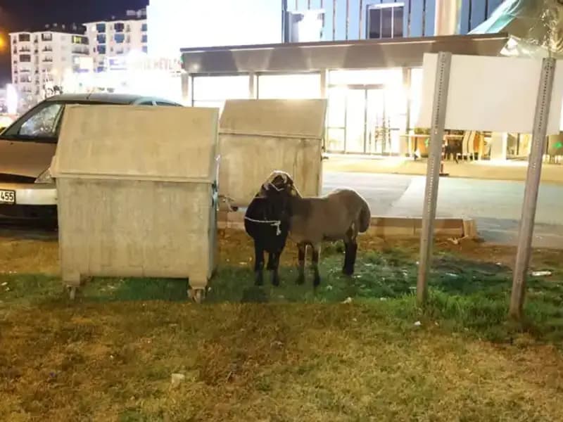 Mor Karaman Koyunları: Terk Edilen Hayvanların Dramı ve Çözüm Arayışları