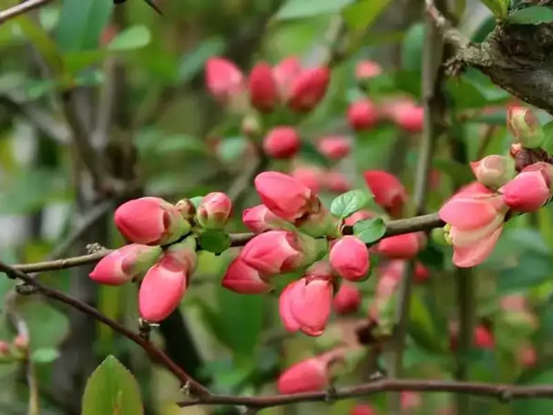 Nisan Ayı Mesajları: Baharın Güzelliğini Paylaşmanın Yolu