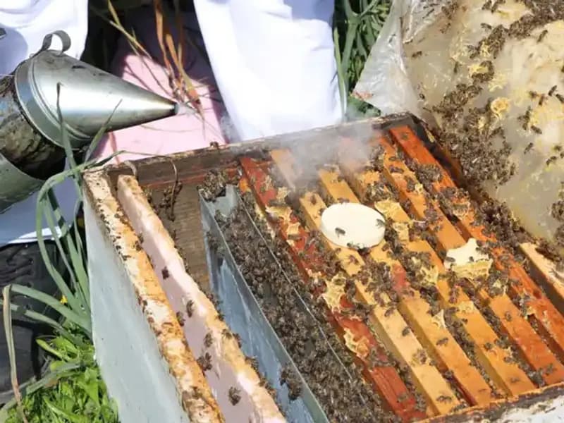 Genç Arıcı, Ata Mesleğinde Dünyayı Fethediyor: 800 Kovan, Sınırsız Sipariş!