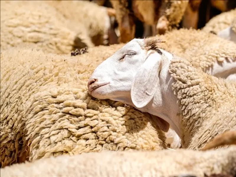 2026 Kurban Bayramı Ne Zaman? Tatil Süresi Kaç Gün Olacak?