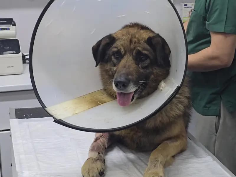 Zonguldak'ta Araca Havlayan Köpeğe Yapılan Saldırı: "Kurşun" Hayata Tutundu