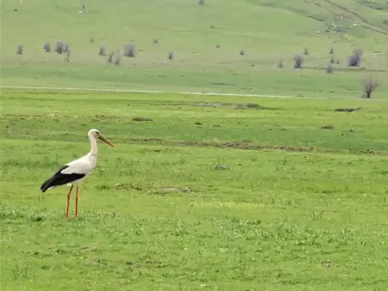 Leylekler Muş Ovası’na Dönüş Yaptı: Baharın Müjdecisi Geldi!