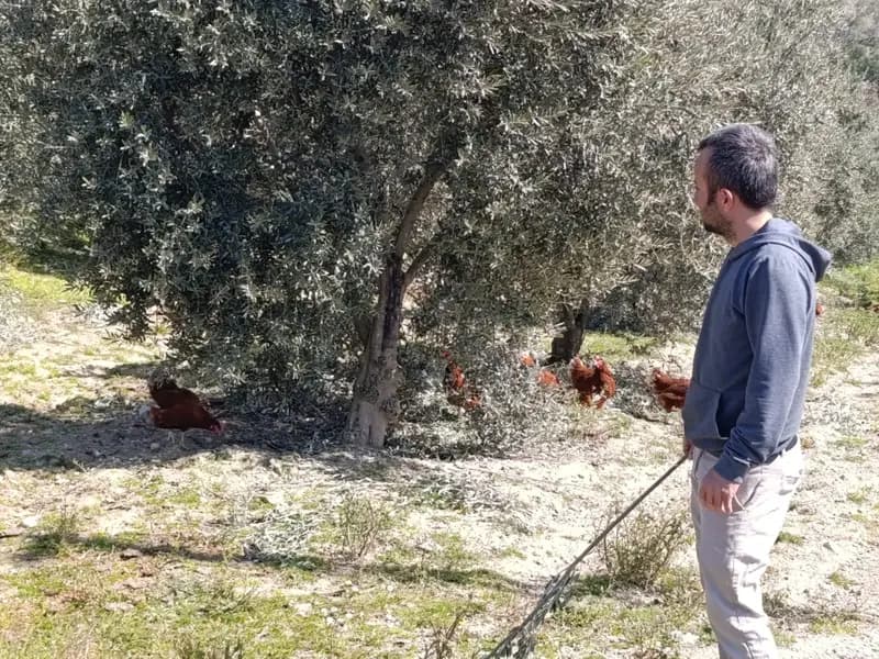 Manisa'da Artan Kiralar Nedeniyle Köyde Tavuk Çiftliği Kurdu
