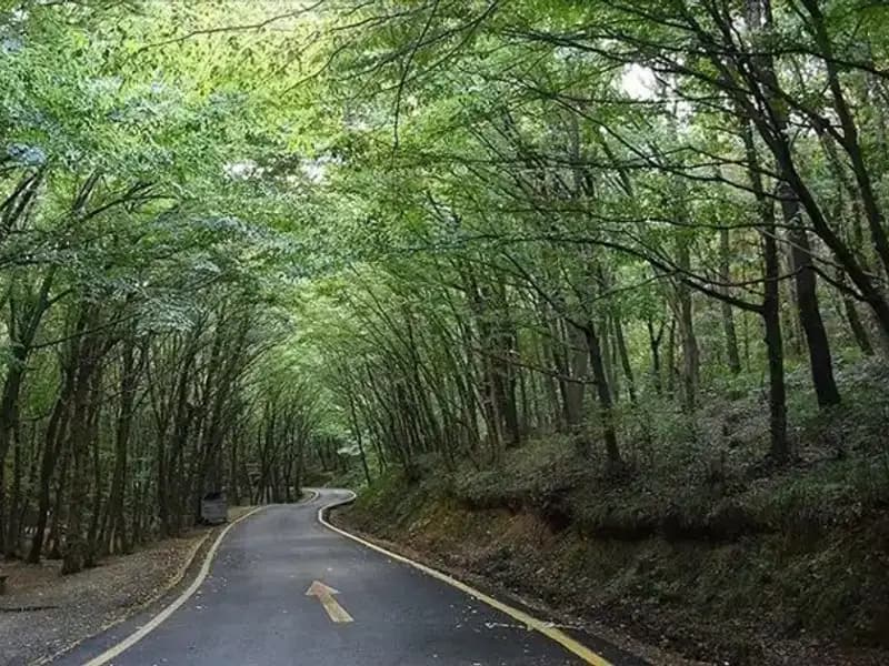 Çorum'da Ormanlara Giriş Yasağı! Nedenleri ve Son Gelişmeler