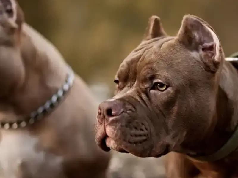 Korkunç Olay: Sadık Dost, Sahibine Kaza Kurası Gibi Ateş Etti!