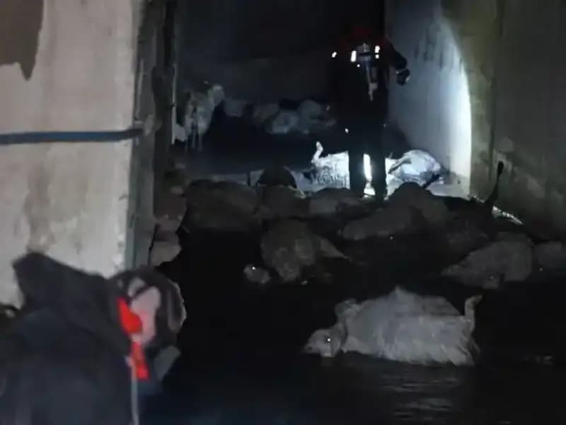 Keskin Koku Alarmı: Doğada Felaket Yaşandı, Onlarca Hayvan Telef Oldu