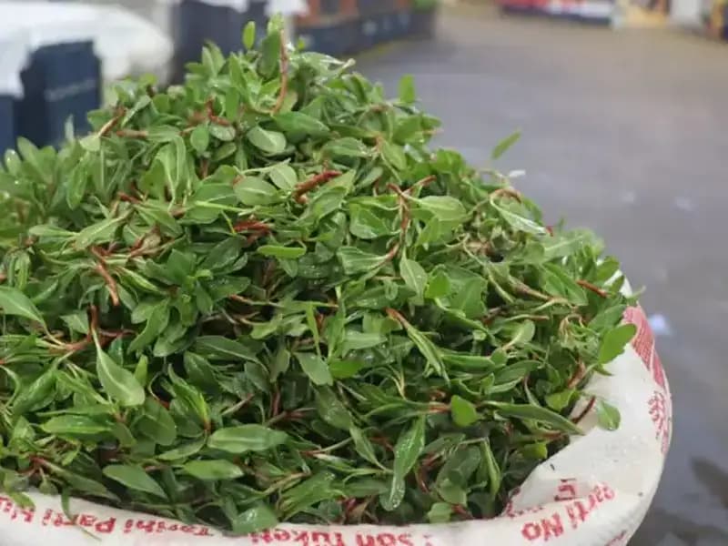 Doğal Şifa Kaynağı: Pazarda 150 TL, Doğada Ücretsiz Bulunan Bitki Büyük İlgi Görüyor