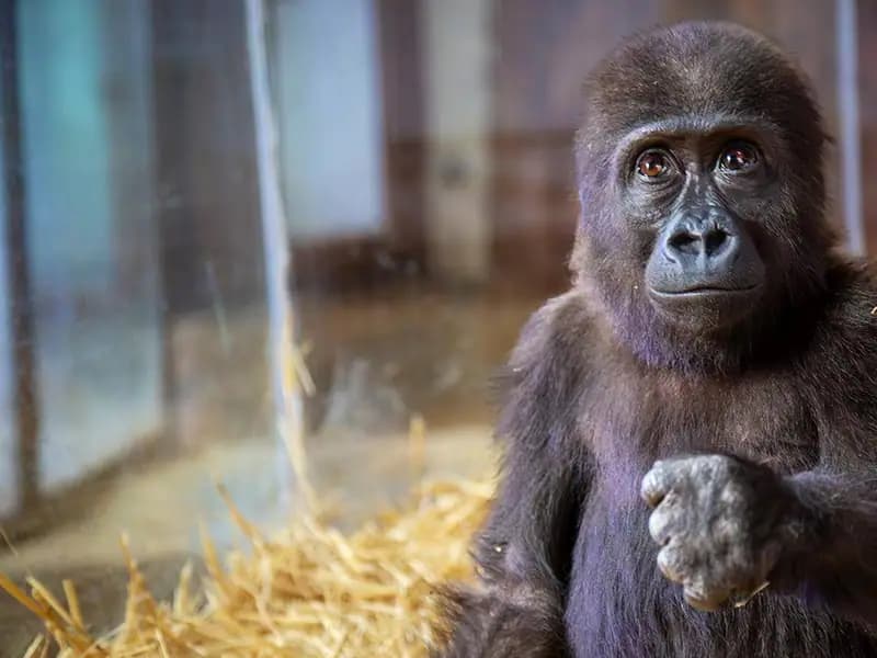 Goril yavrusunun ismi için anket sonuçları açıklandı!