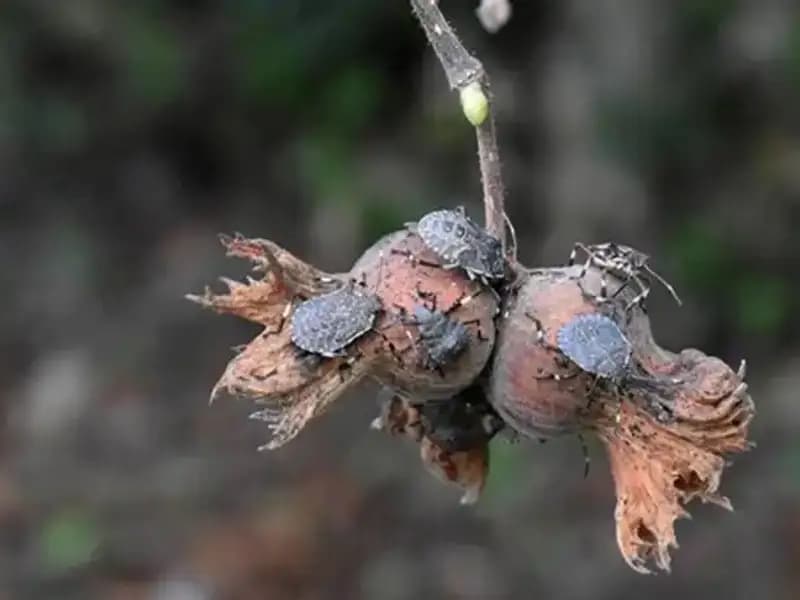 1 TL'ye Ödüllü Canlı Hedefi: Şehri Tascaklı'yı Sarıyor!