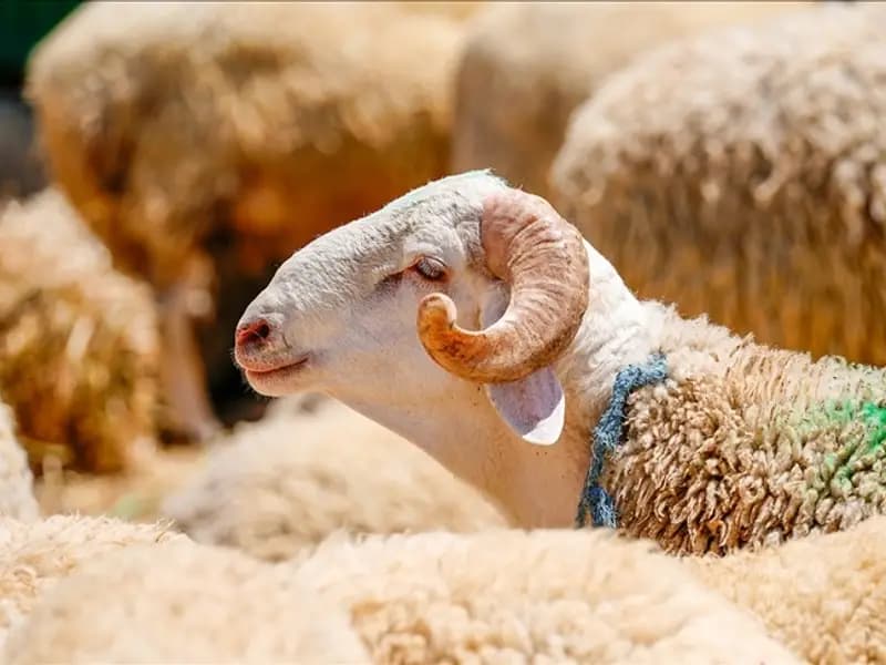 2026 Kurban Bayramı Tatili Ne Zaman Başlayacak, Kaç Gün Sürecek?