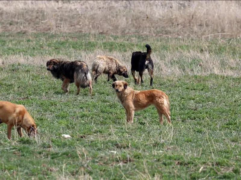 İstanbul Valiliği'nden Sokak Köpekleri İçin Yeni Düzenleme
