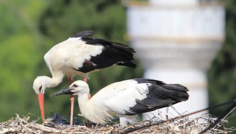 Leylek Köyü: Yaren Leyleği Kıskandıracak 8 Kat Fazla Uyu Yuva Var!