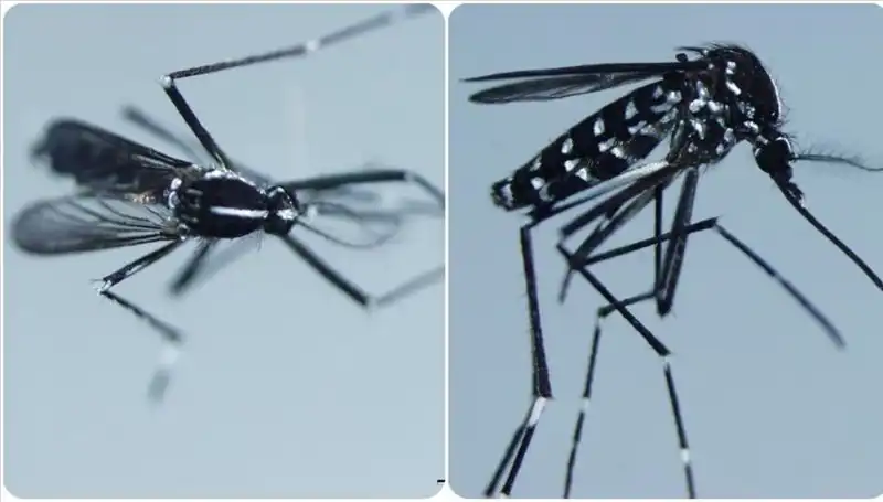 Chikungunya Virüsü Hakkında Her Şey: Belirtiler ve Etkili Ülkeler