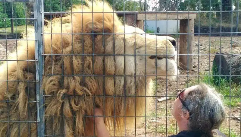 Avustralya'da Kafes İçinde Dehşet: Aslan Kadının Kolunu Kaptı!
