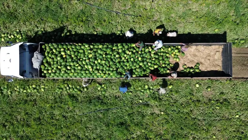 Bafra Ovası'nda Karpuz Rekoltesinde Rekor Beklentisi: 94 Bin 500 Ton