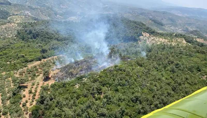 Aydın'da Orman Yangını: Yangınla Mücadelede Son Gelişmeler ve Etkileri