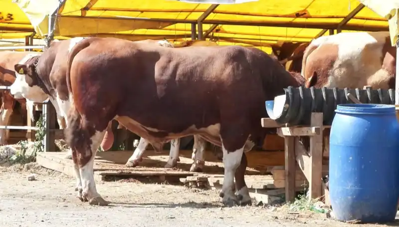 Kurban Pazarlarında Fırtına Gibi Hareketlilik: Hangi Hayvanlar Ön Planda?