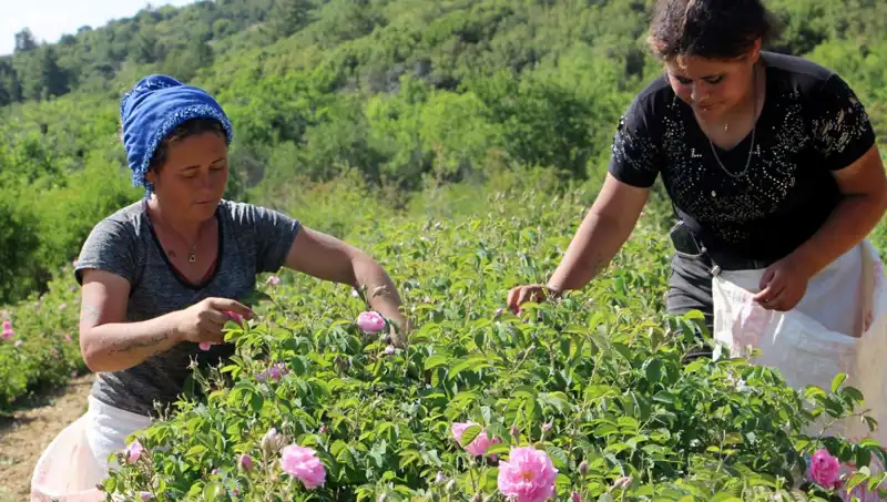 Zirai Don, Gözbebeği Güllere Vurdu: Verim Olumsuz Etkilendi