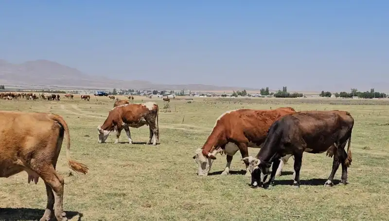 Arin Gölü’nün Kuruması: Su Sıkıntısı Korkutucu Boyutlara Ulaştı