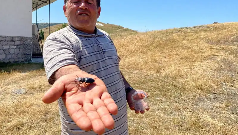 Sivas’ta Görülen Bu Böceği Öldürmek İsteyene 557 Bin TL Ceza!