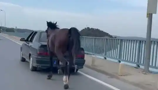 Adana’da Bir Ata Eziyet Eden Kişi Tutuklandı: Hayvan Hakları Tartışması Alevlendi