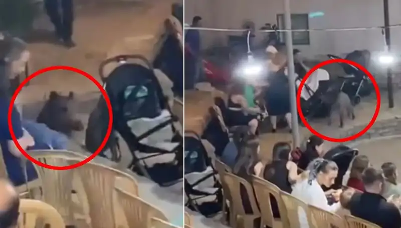 Düğün Töreninde Yaban Domuzu Saldırısı, Davetliler Panik İçinde Kaçıştı!