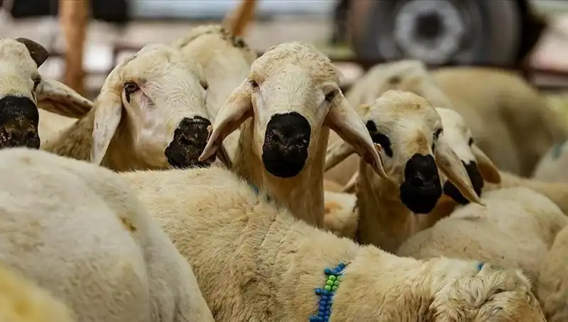 Kurban Bayramı Ne Zaman? 2023 Bayram Tatili Süresi Merak Ediliyor!