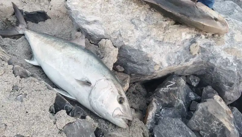 Dev Balık Oltayla Yakalandı: 18 Bin TL'ye Satıldı