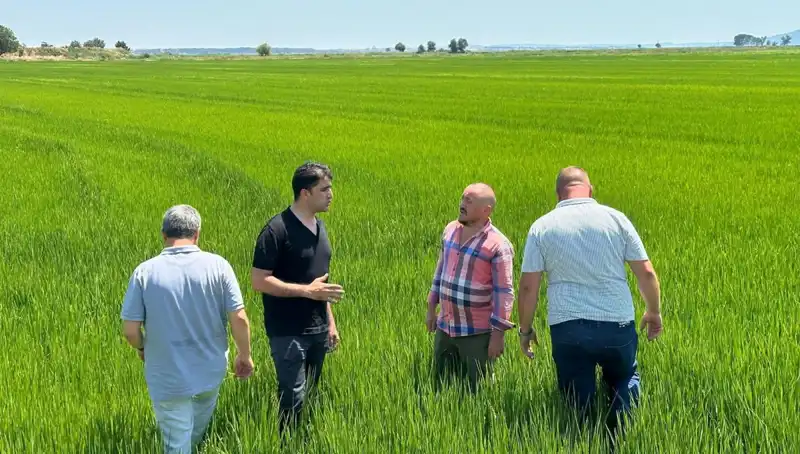 Çeltik Tarlaları Yeşil Denize Dönüşüyor: Rekor Hasat Beklentisi